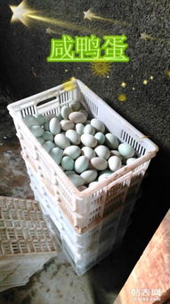 鮮鴨蛋、松花蛋與廚具雜品一站式批發(fā)零售指南